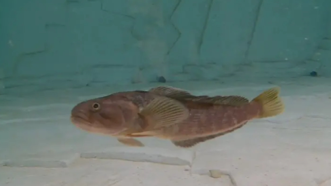 В Пловдивския природонаучен музей успешно се адаптира риба от Антарктида